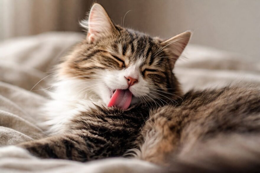 Kočka si olizuje srst a její sliny způsobují alergii.