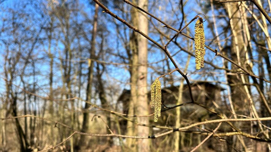 Jehnědy stromu lísky obecné na jaře.