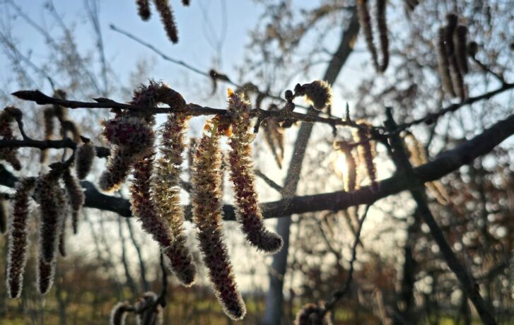 Pyl jehněd topolu v protisvětle.