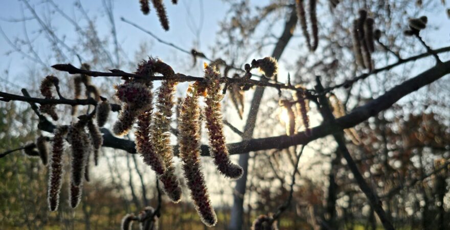 Pyl jehněd topolu v protisvětle.