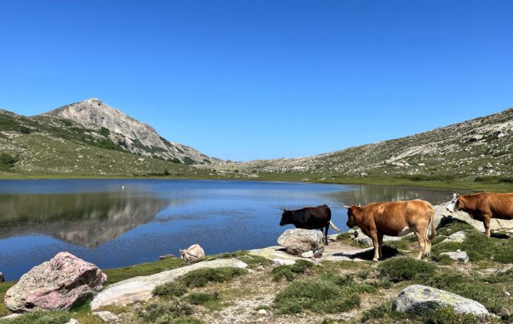 Lovci iónov pri jazere Lac de Nino na Korzike a kravy.