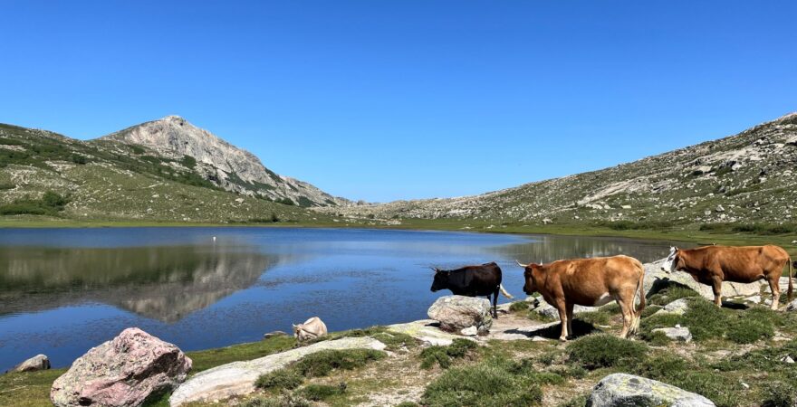Lovci iónov pri jazere Lac de Nino na Korzike a kravy.